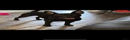 Mixed Breed dogs for sale: German Shepherd cross mali pups - Advert 15