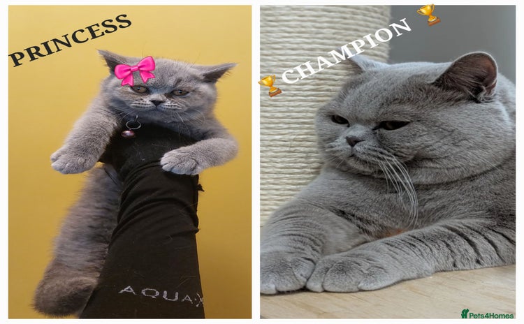 British Shorthair cats in Dudley - Advert 4