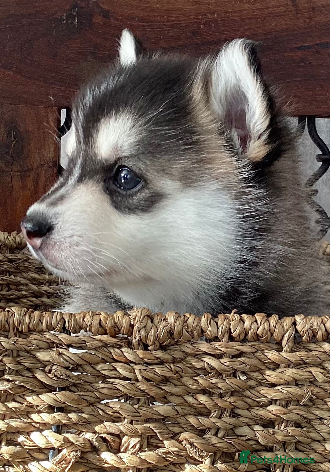 Pomsky dogs for sale: Very Tiny F4 Pomskys  - Image 38