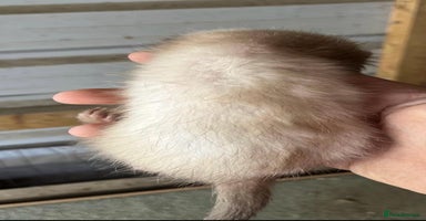 Ferret rodents - Advert 9