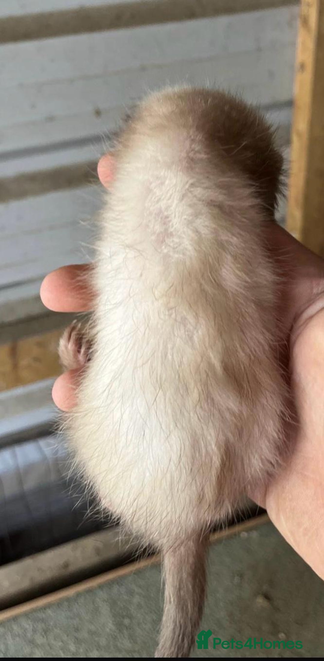 Ferret rodents for sale: Ferret Kits Available - Image 2