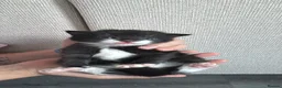 Mixed Breed cats for sale: 3 little kittens  - Advert 8