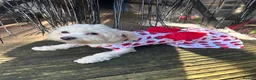 Maltese dogs for sale: Beautiful Maltese Puppies  - Advert 8