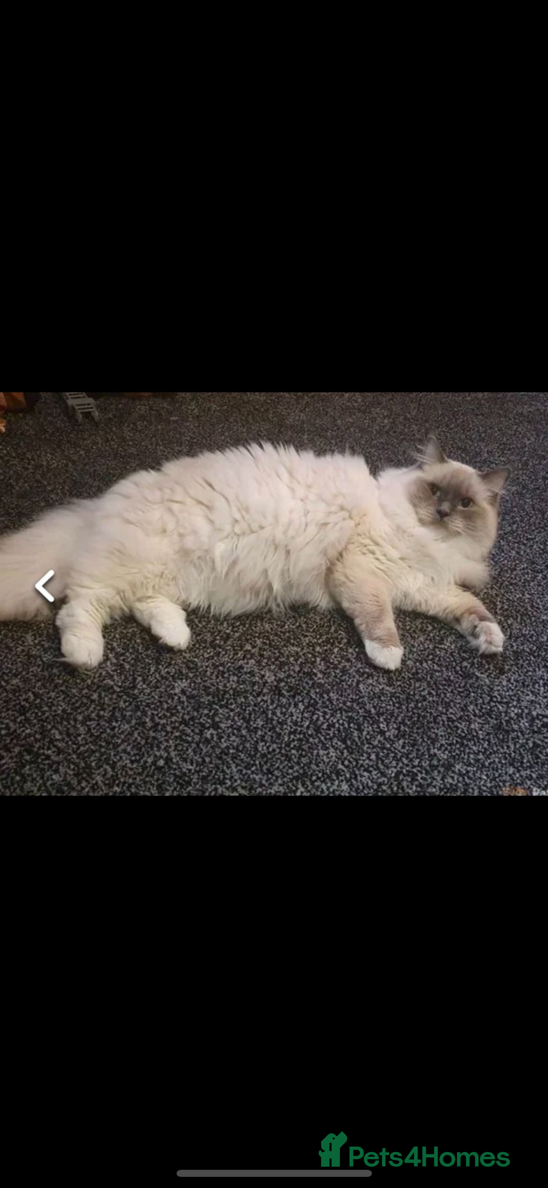 Ragdoll cats for sale: AMAZING QUALITY PEDIGREE HCM/PKD CLEAR KITTENS  - Image 17