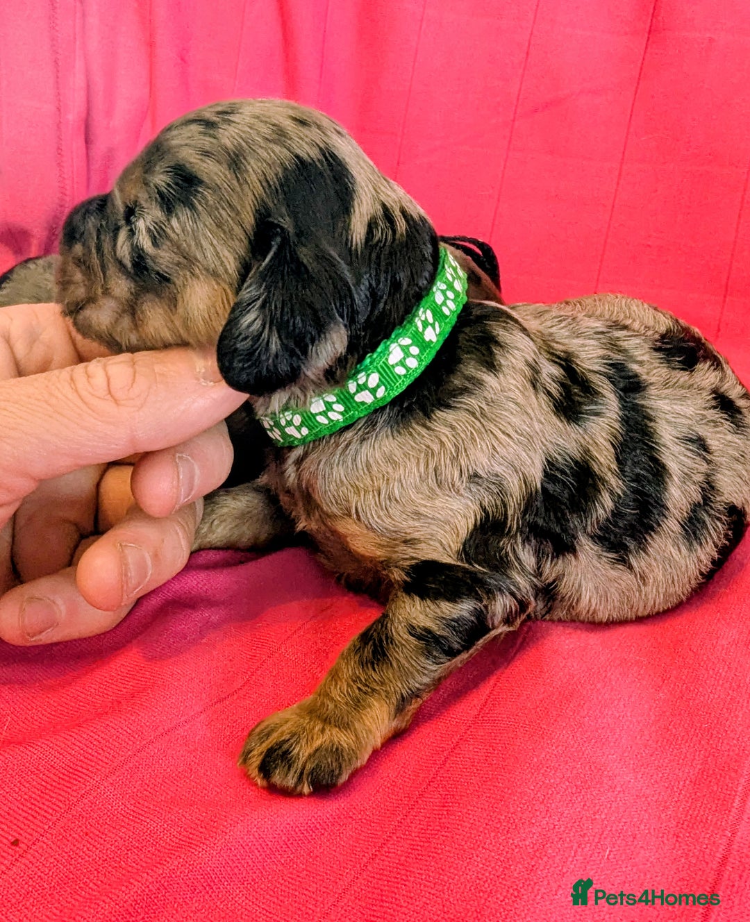 Cavapoo dogs for sale: Beautiful Phantom Merle and Phantom Cavapoos - Image 23