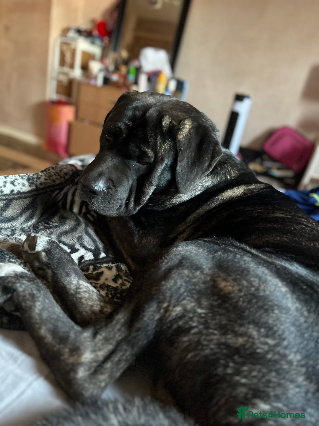 Mixed Breed dogs for sale: Shadow  - Image 1