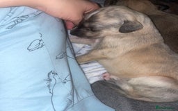 Mixed Breed dogs for sale: Stunning saluki greyhound puppies.  - Advert 22