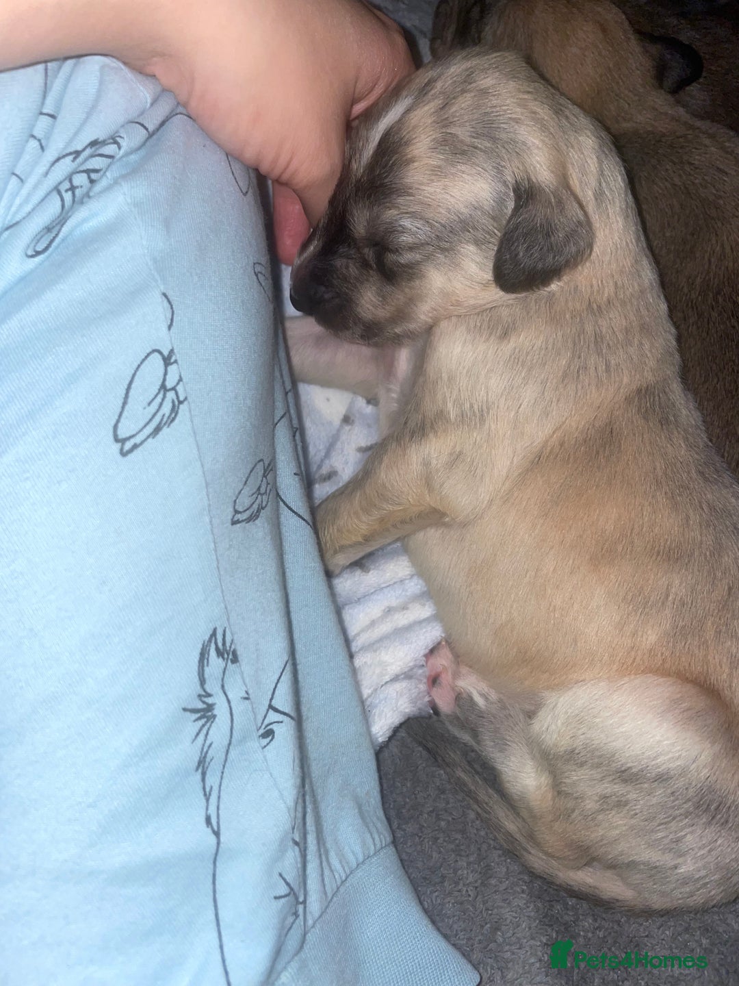 Mixed Breed dogs for sale: Stunning saluki greyhound puppies.  - Advert 22