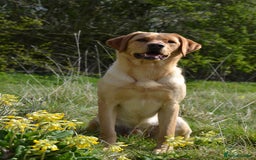 Labrador Retriever dogs for sale: 8 week old puppy ready to leave.  - Advert 3