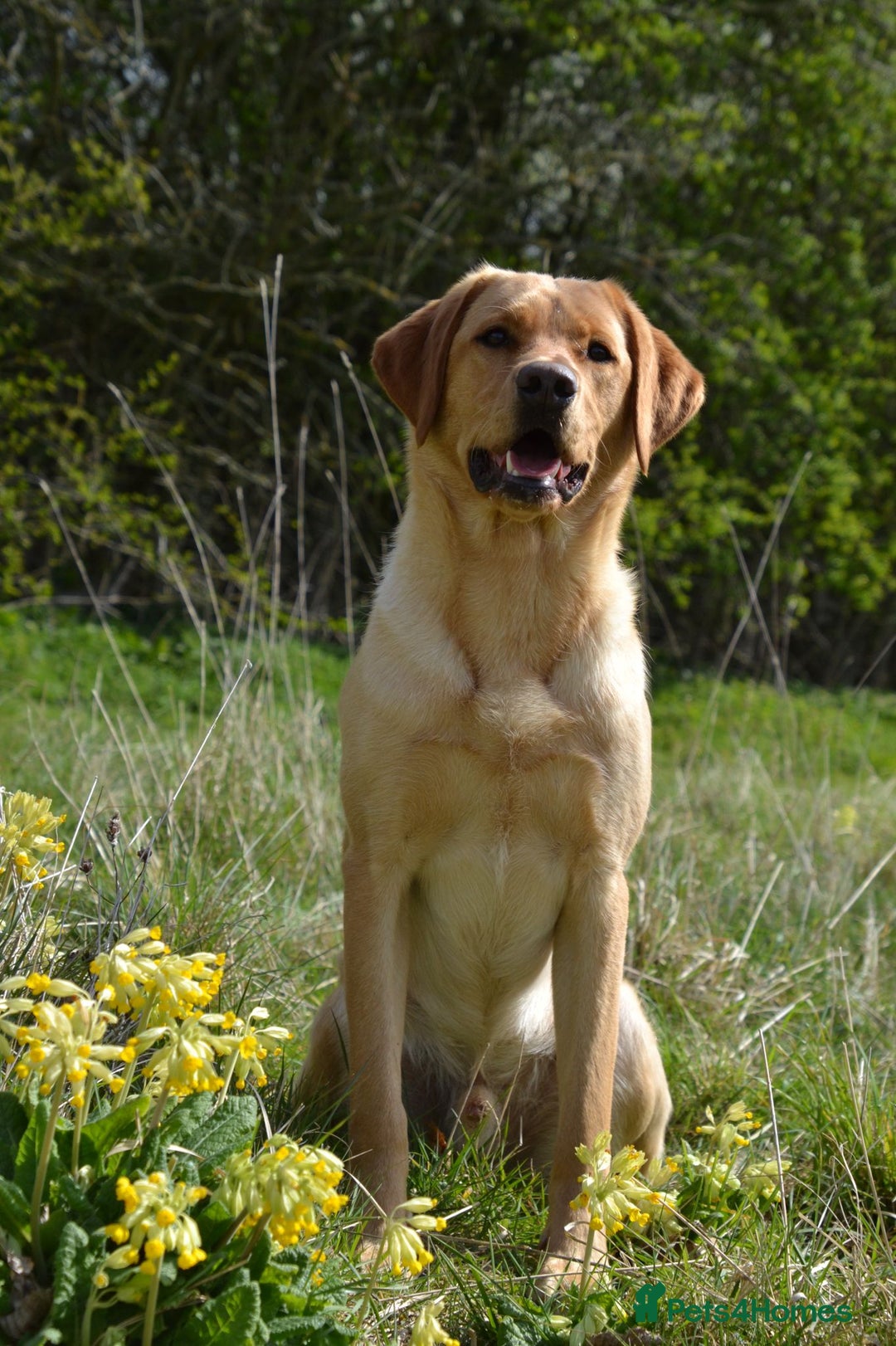 Labrador Retriever dogs for sale: 8 week old puppy ready to leave.  - Advert 3