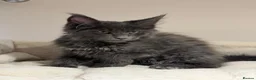 Maine Coon cats for sale: Available now! Last Two TICA Registered Maine Coon - Advert 12