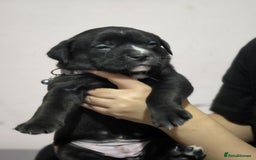 Mixed Breed dogs for sale: Labrastaff puppies (Price Negotiable) - Image 15