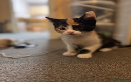 Mixed Breed cats for sale: 5 Male Kittens looking for their forever homes - Image 6