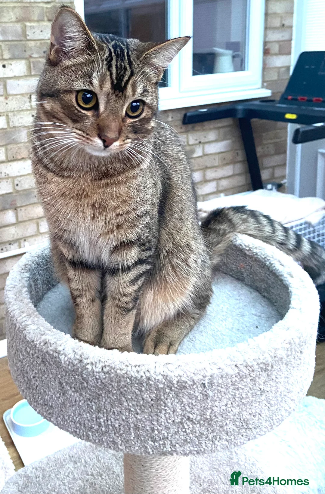 Mixed Breed cats for sale: Persian mix 9 month old kitten 💙 - Advert 9