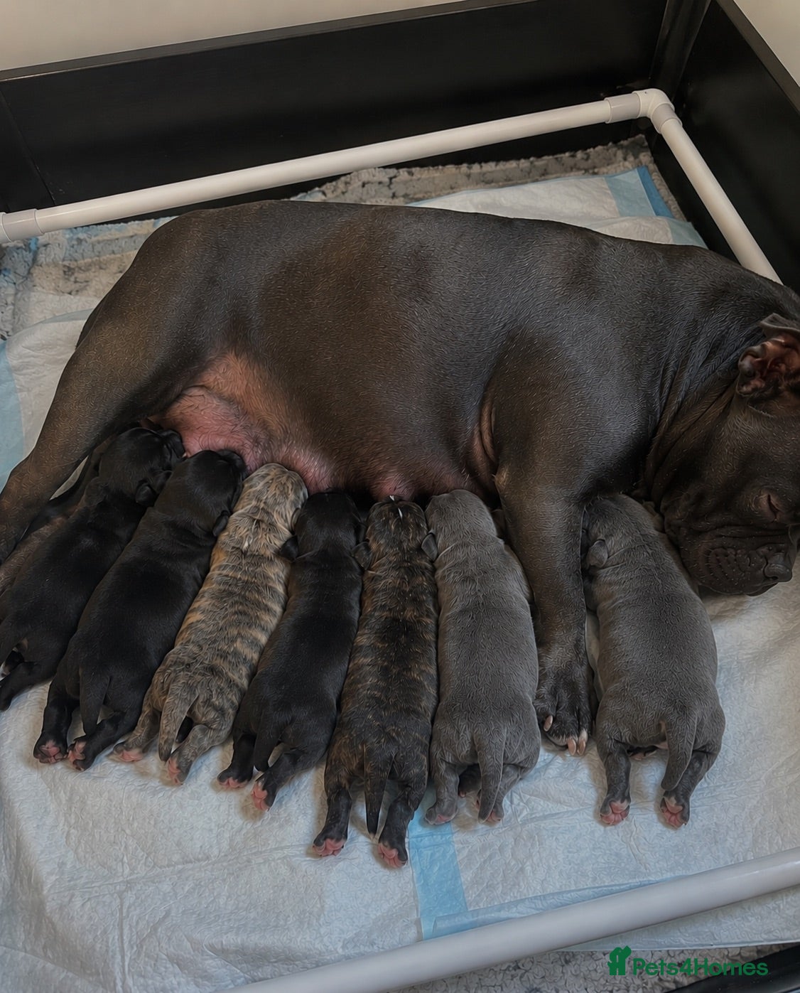 American Bully dogs American pocket bully pups - Advert 9