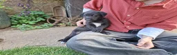Mixed Breed dogs for sale: Deerhound X Wolfhound puppies  - Advert 3