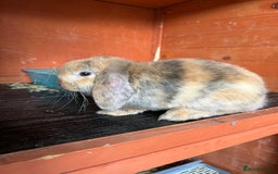 Mini Lop rabbits for sale: Gorgeous Mini lop baby rabbits - Image 4