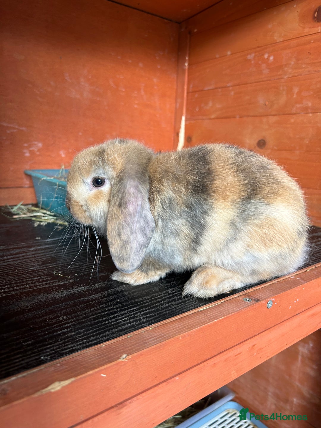 Mini Lop rabbits for sale: Gorgeous Mini lop baby rabbits - Image 4