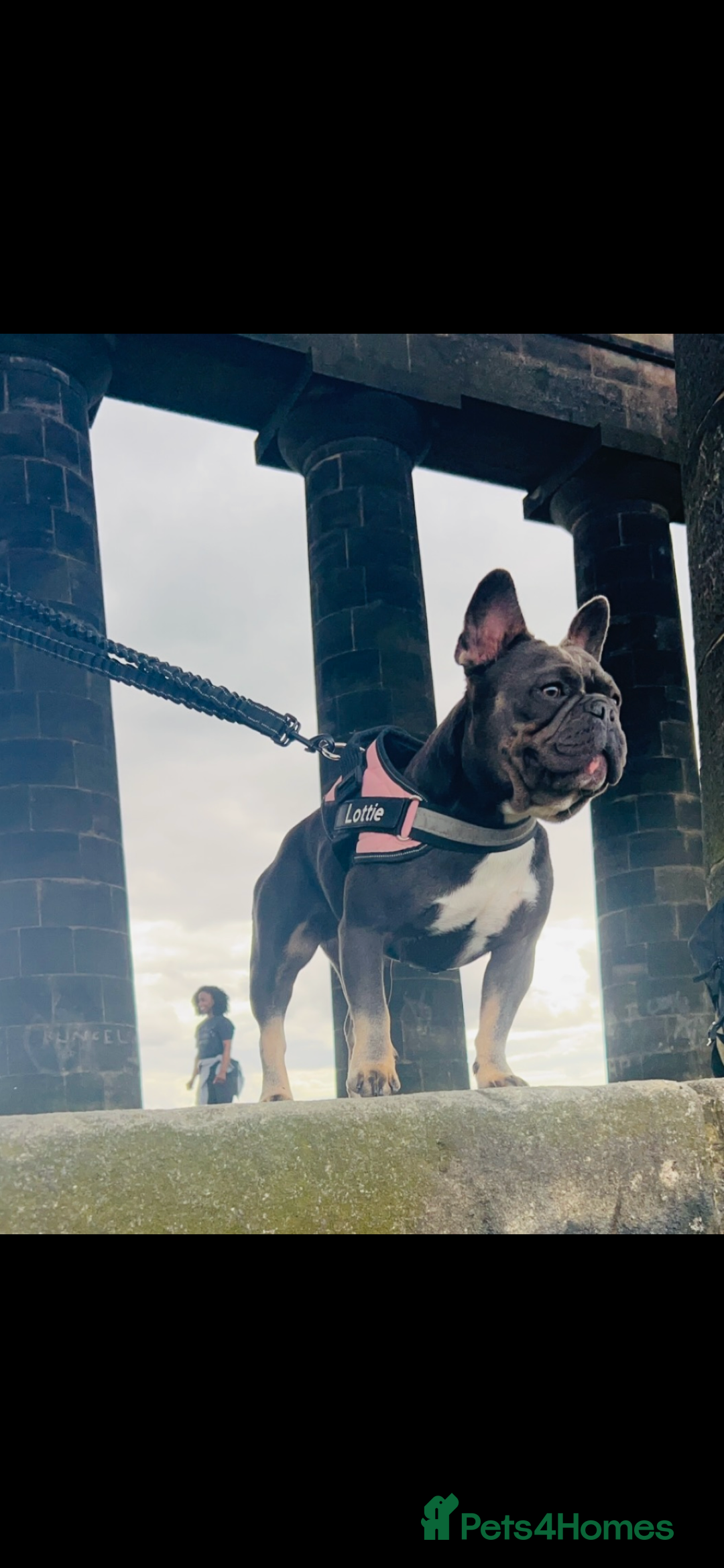 French Bulldog dogs for sale: Two Beautiful Girl French Bulldogs  - Image 16