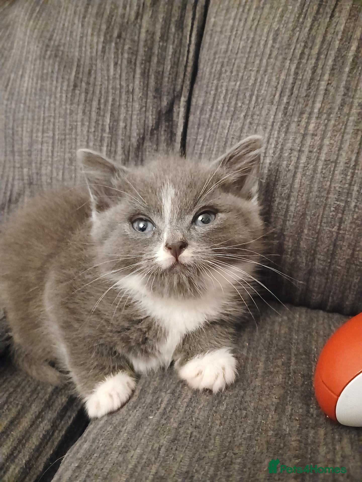 Maine Coon cats Beautiful cross kittens  - Advert 17