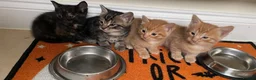Mixed Breed cats for sale: 6.5 week old adorable kittens in Llangefni - Advert 10
