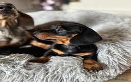 Miniature Dachshund dogs for sale: Mini miniature dachshund puppies  - Image 18