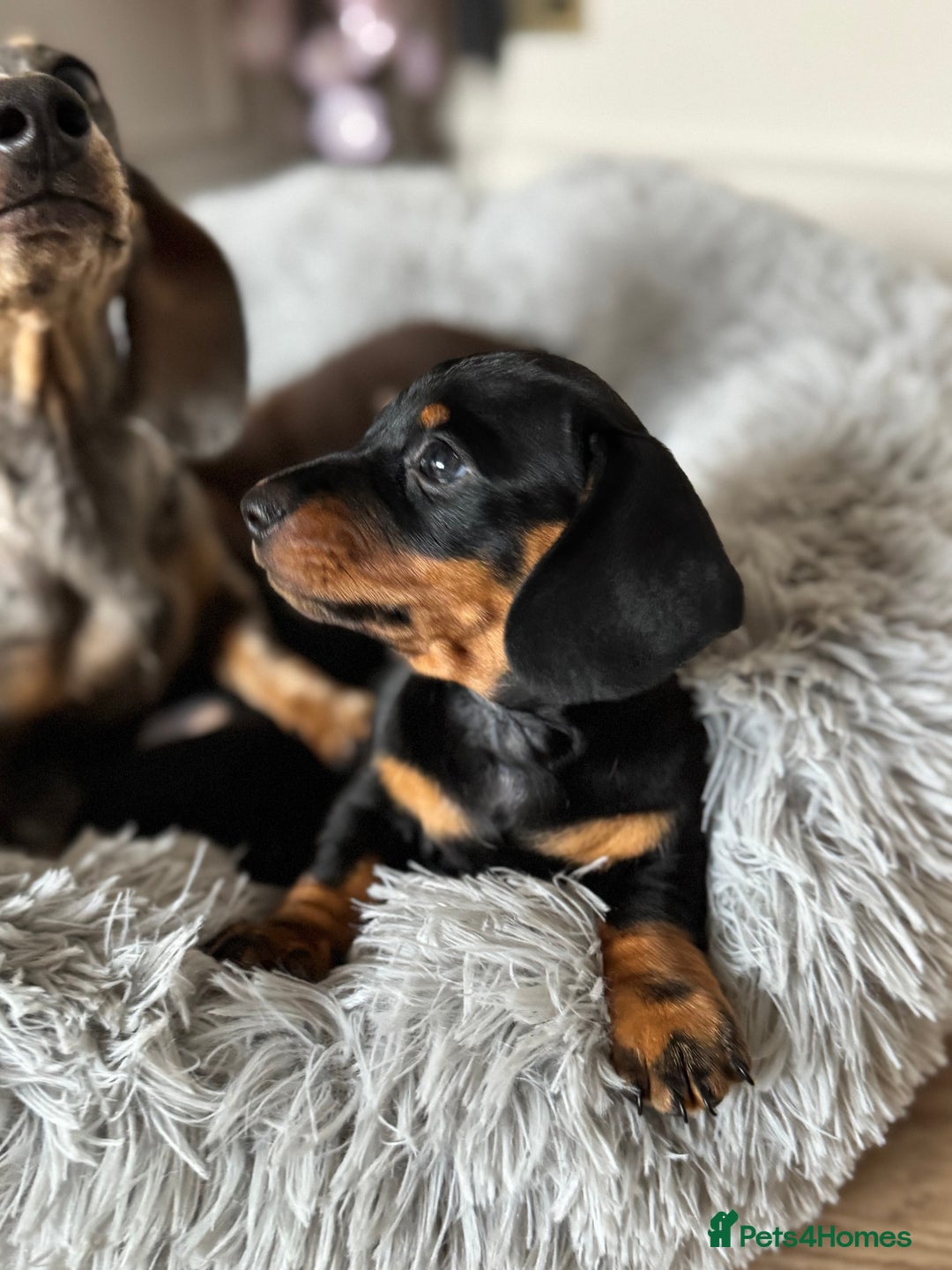 Miniature Dachshund dogs for sale: Mini miniature dachshund puppies  - Image 18