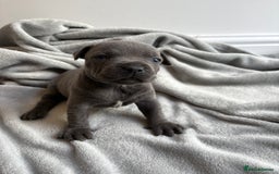 Staffordshire Bull Terrier dogs for sale: 💙💙Champion bloodline blue staffy pups !!!💙💙 - Image 4