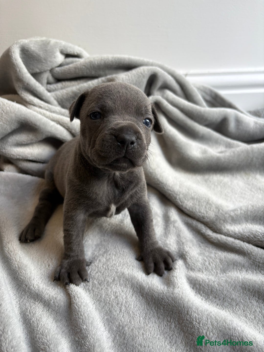 Staffordshire Bull Terrier dogs for sale: 💙💙Champion bloodline blue staffy pups !!!💙💙 - Image 4