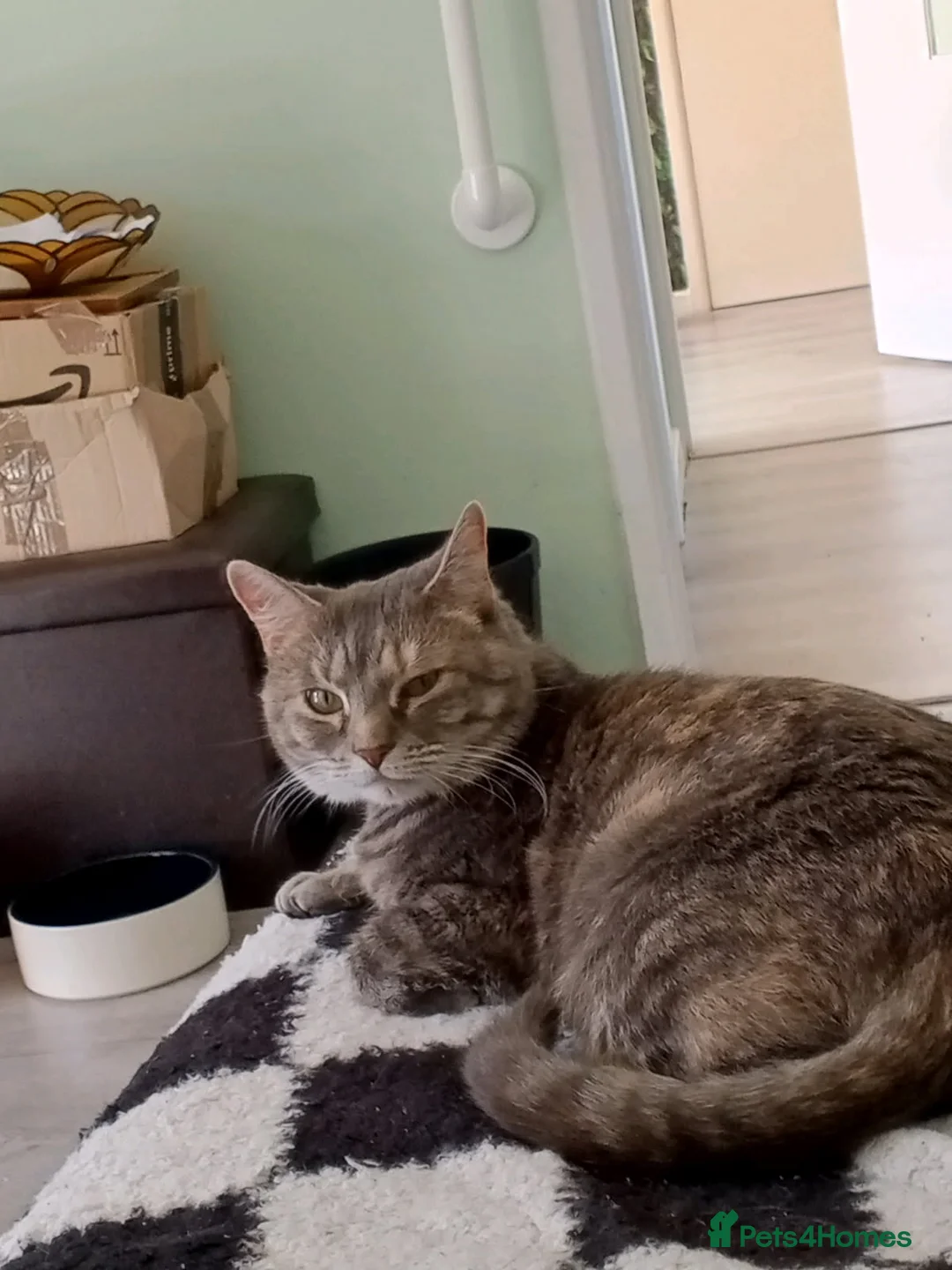 Mixed Breed cats for sale: Simba and blue  - Advert 2