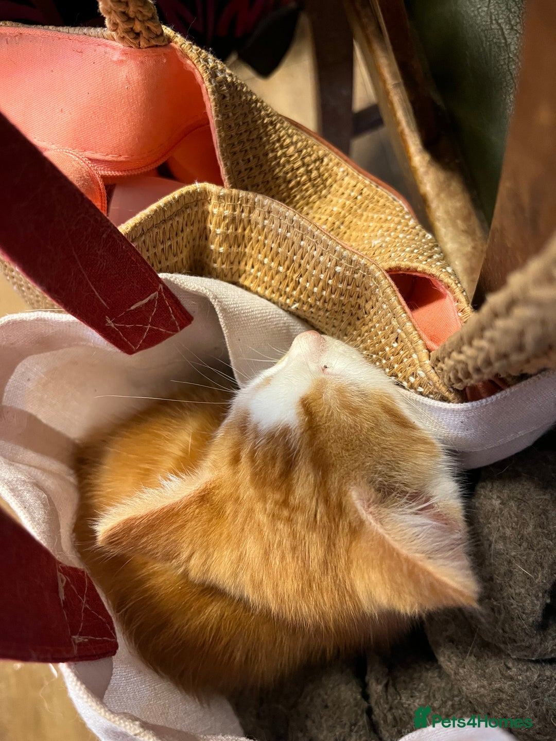 Mixed Breed cats for sale: Mixed litter  - Image 24
