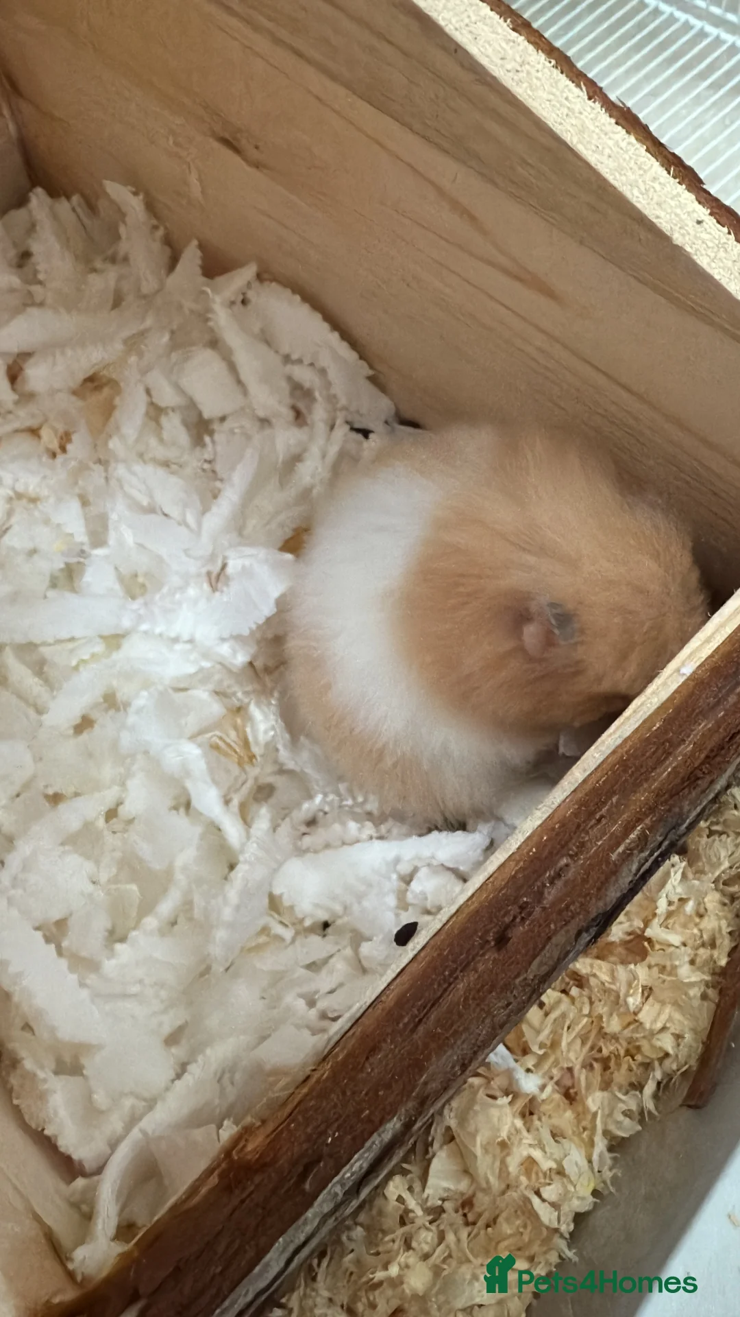 Hamster rodents for sale: Syrian hamster with cage and all accessories/food in Dagenham - Advert 2