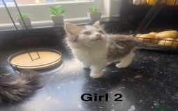 Mixed Breed cats for sale: Mix breed kittens  - Image 3
