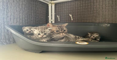 British Shorthair cats - Advert 3