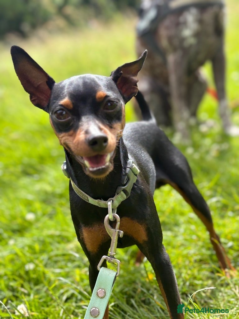 Miniature Pinscher dogs Handsome KC Miniature Pinscher for stud  - Advert 3