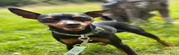 Miniature Pinscher dogs for stud: Handsome KC Miniature Pinscher for stud  - Advert 1