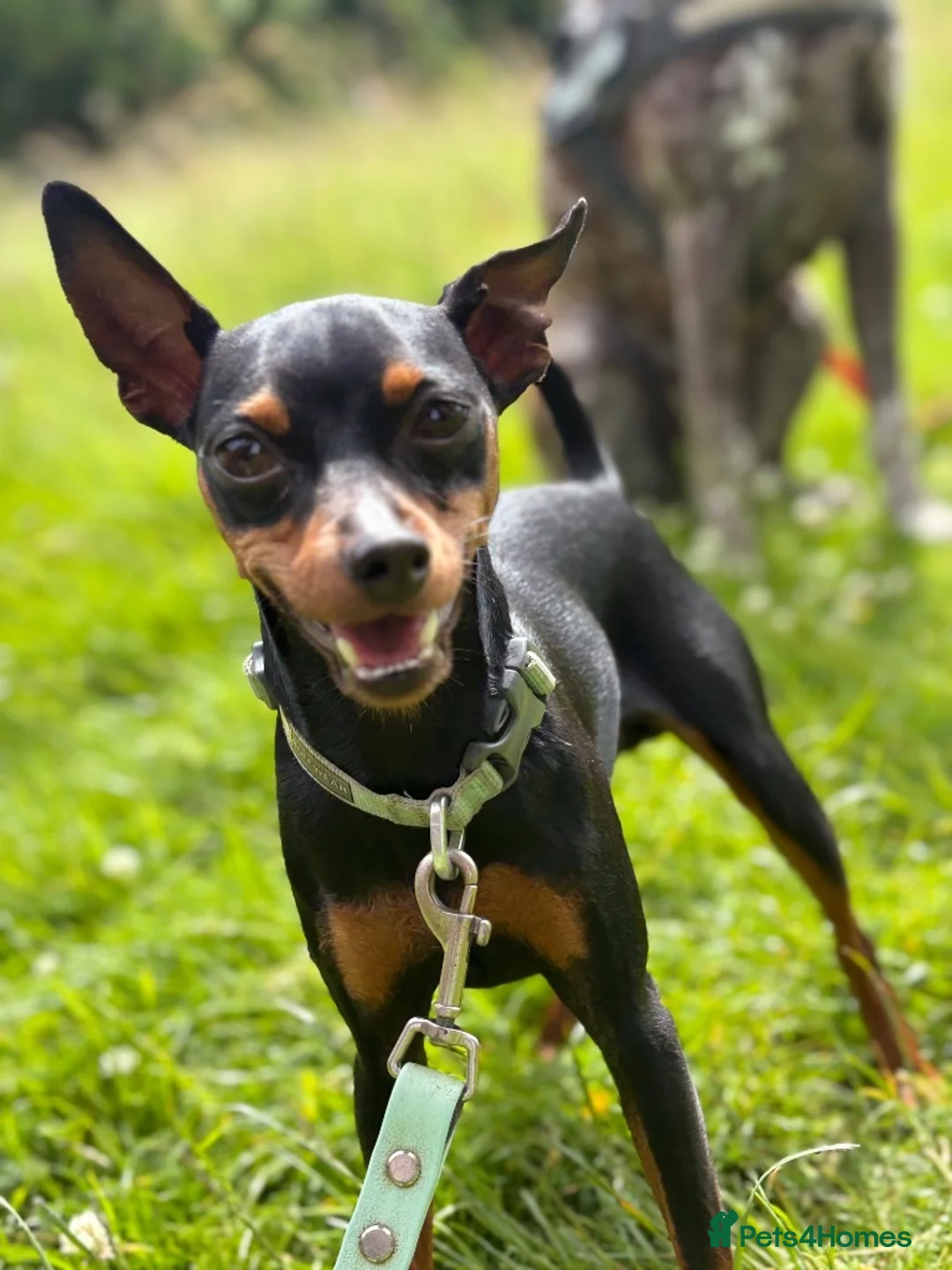 Miniature Pinscher dogs for stud: Handsome KC Miniature Pinscher for stud  - Advert 1