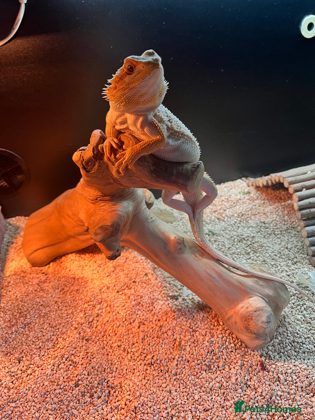 Bearded Dragon reptiles for sale: 1 year old female bearded dragon - Advert 7