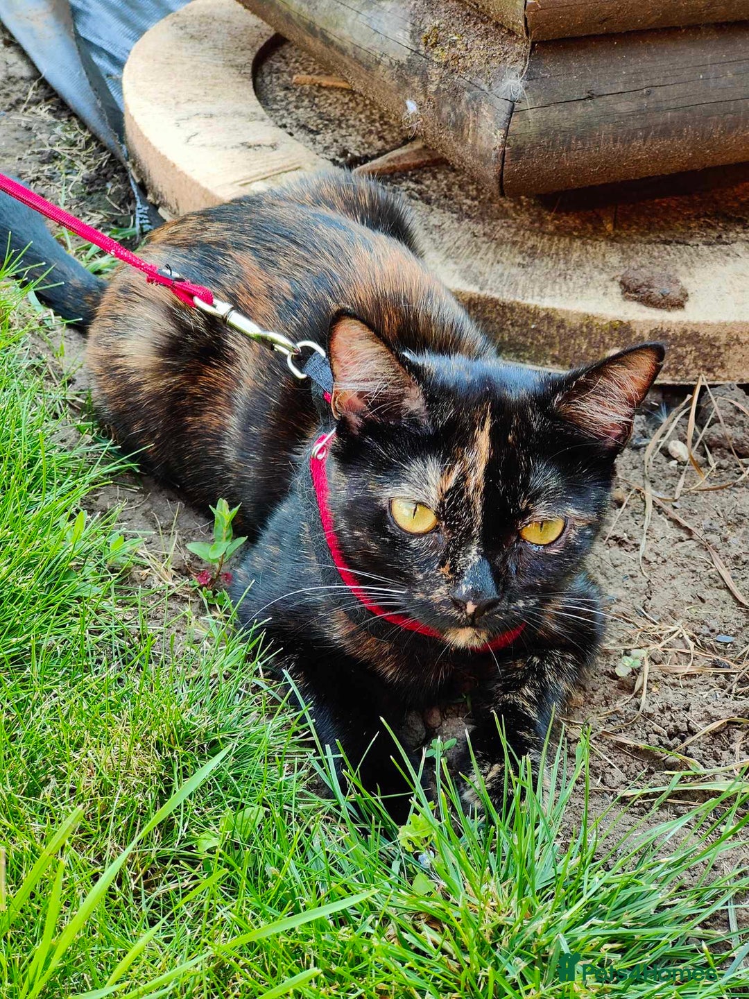 Domestic Shorthair cats for sale: Kittens  - Image 4