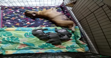 French Bulldog dogs - Advert 13