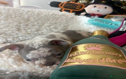 French Bulldog dogs for sale: Stunning Newshade French Bulldog Puppies - Image 18