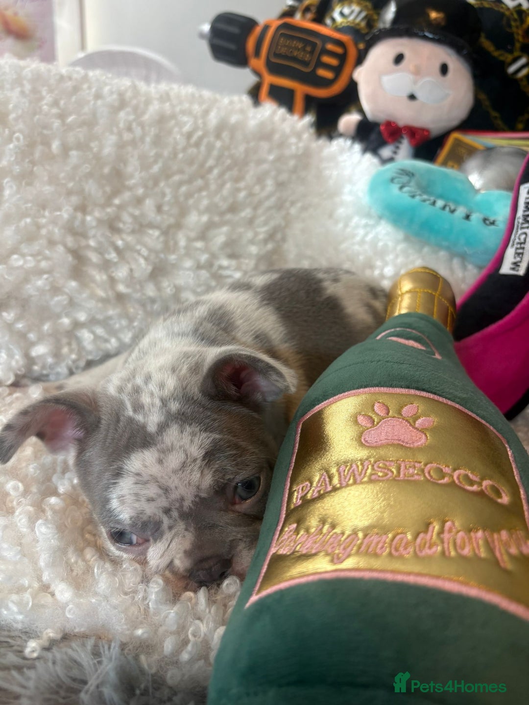 French Bulldog dogs for sale: Stunning Newshade French Bulldog Puppies - Image 18