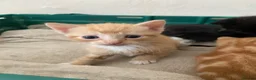 Mixed Breed cats for sale: Two gorgeous kittens - Advert 9
