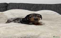 Miniature Dachshund dogs for sale: Miniature daschund puppies - Advert 2