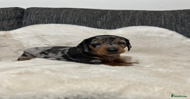 Miniature Dachshund dogs - Advert 2