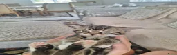 Mixed Breed cats for sale: Kittens fluffy tabby  - Advert 6
