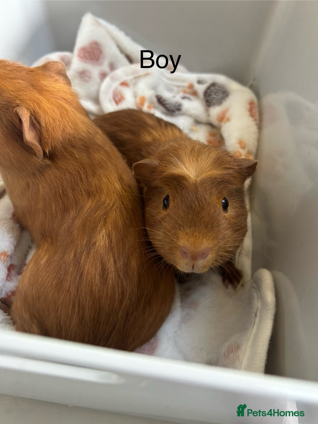 Guinea Pig rodents for sale: Boys and Girls Guinea Pigs - Image 4