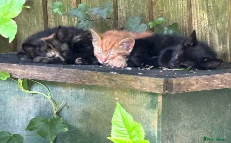 Mixed Breed cats - Advert 5
