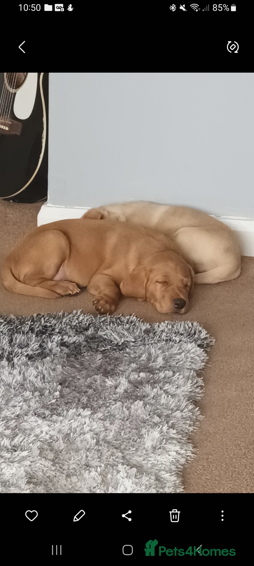 Labrador Retriever dogs for sale: X2 male x3 bitch lab pups  - Image 1