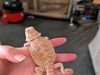Bearded Dragon reptiles - Advert 13